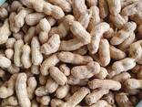 Компания Musaevs Exim преставляет сухофрукты и орехи из Узбекистана