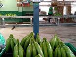 Банан Cavendish оптом из Эквадора - фото 2