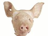 Bulk Top Quality Frozen Pork Meat / Frozen Pork - photo 1