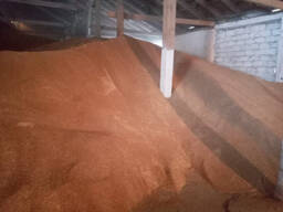 Feed Barley, origin Republic of Kazakhstan, crop 2021