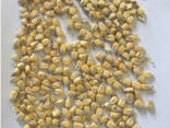 Фермерське господарство продає продовольче зерно кукурудзи від виробника з господарства - фото 1
