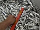 FRESH FROZEN Sprat - photo 1