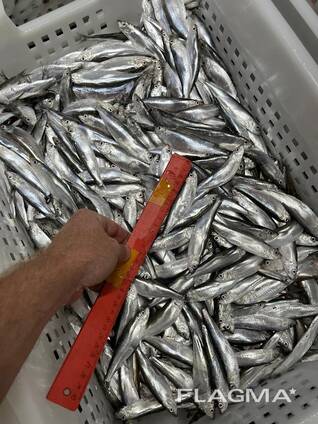 FRESH FROZEN Sprat