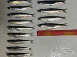 FRESH FROZEN Sprat - photo 3