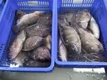 Frozen Black Tilapia Fish - photo 1