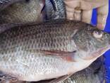 Frozen Black Tilapia Fish - photo 2