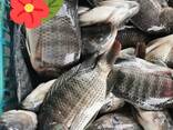 Frozen Black Tilapia Fish - photo 3
