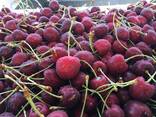 Гидрокулер для охлаждения плодоовощной продукции - фото 2