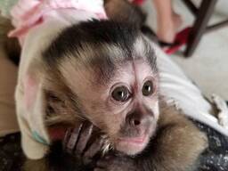 Home Trained Capuchin Monkeys Available