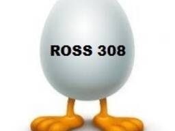 Инкубационное яйцо РОСС 308