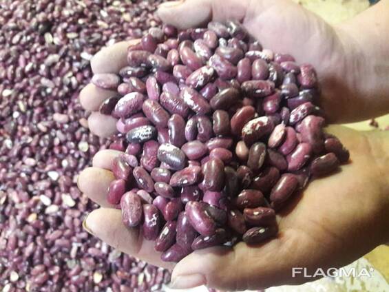 Качественная Фасоль