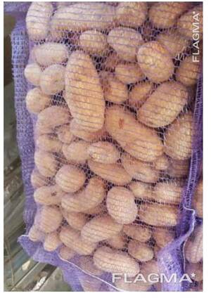 Семена картофеля продовольственного