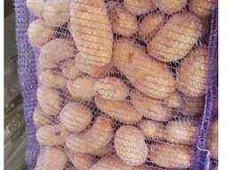 Картофель продовольственный свежий