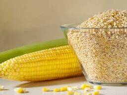 Кукурузный Зародыш