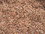 Álnus glutinósa , Семена ольхи, ольха семена, ольха черная семена, семена ольхи клейкой - фото 7