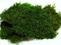 Мох строительный