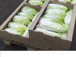Beijing cabbage from Uzbekistan - photo 3