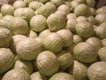 Продаем капусту из Узбекистана - фото 2