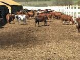 Продаем крупный рогатый скот ( бычки, телки, нетели ) - фото 5
