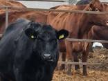 Продаем крупный рогатый скот ( бычки, телки, нетели ) - фото 6