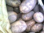 Продам моладой картошка в Иране - фото 2