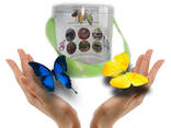 Продажа куколок тропических бабочек, коконы бабочек, ферма - фото 3