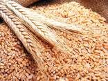 Пшеница - фото 1