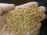 Пшеница мягкая 3-4-5 классы