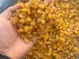 Raisins Golden Kalifar - фото 1