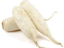 Редька Дайкон