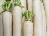 Radish variety daikon from Uzbekistan - photo 1
