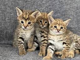 Savannah cats and Serval cats available for sale.