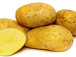 Семенной картофель из Беларуси. Картофель Бриз