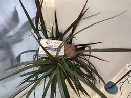 Скраб- мыло нафталановое кофейное согревающий антицеллюлитный. NaftaDay