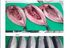 Скумбрия мороженая