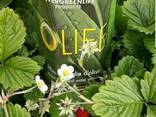 Сок листьев оливкового дерева OLIFE- для всех! - фото 2