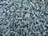 Сухофрукты и орехи из Узбекистана - photo 4