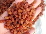 Сухофрукты и орехи из Узбекистана - photo 6