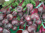 Beetroot from Uzbekistan - photo 3