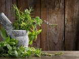 Medicinal herb - photo 1