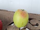 Яблоки из Кавказа - photo 7