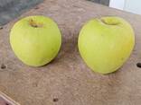 Яблоки из Кавказа - photo 8